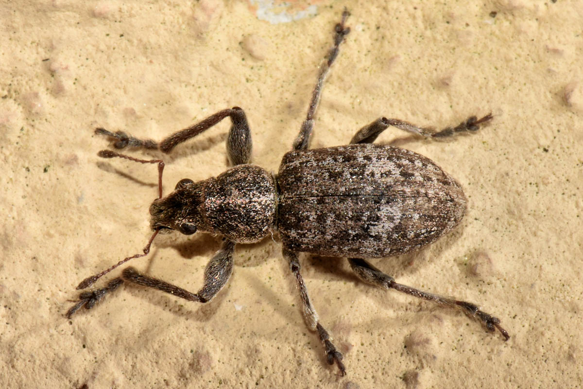 Curculionidae: Sitona sp?    No, Coelositona limosus